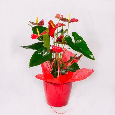 Anthurium