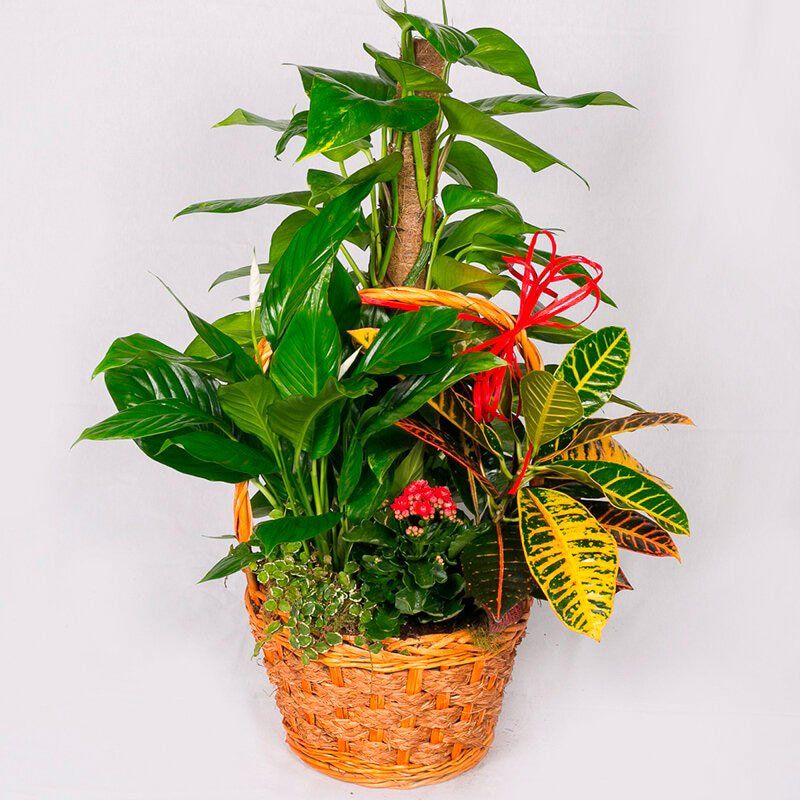 Cesta de plantas Premium