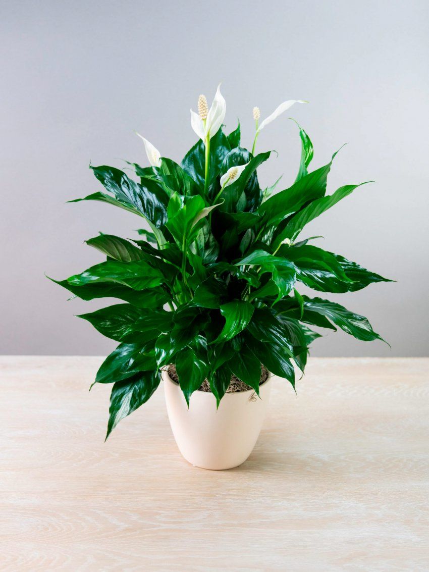 Spathiphyllum